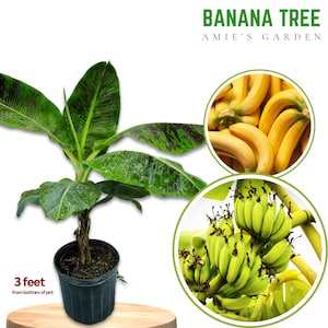 Banana Tree 3 Gal 3 Feet - Free Shipping, Fast-Growing, High Yield, Ideal for Home Gardens