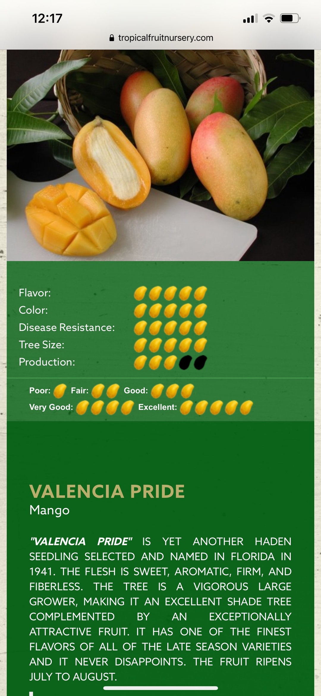 Valencia Mango Tree Etsy