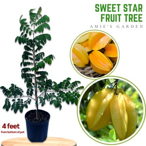 Sweet Grafted Star Fruit Tree 3  Ft in 3 Gallon Pot l - Sun-Loving - Delicious Fruit for Home Gardens - Free Shipping