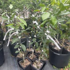 Yuzu mandarin citrus tree.(grafted) 2-3 feet tall. Free shipping.