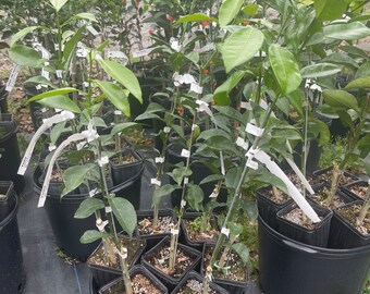 Yuzu mandarin citrus tree.(grafted) 2-3 feet tall. Free shipping.