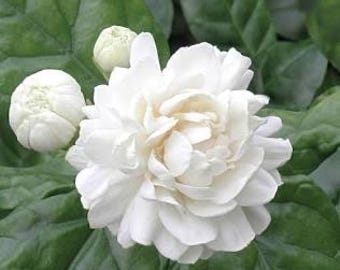 May include: Close-up of a white jasmine flower in full bloom, surrounded by green leaves and buds. The flower has multiple layers of delicate petals, with a soft, creamy center. The leaves are large and glossy, providing a lush backdrop.