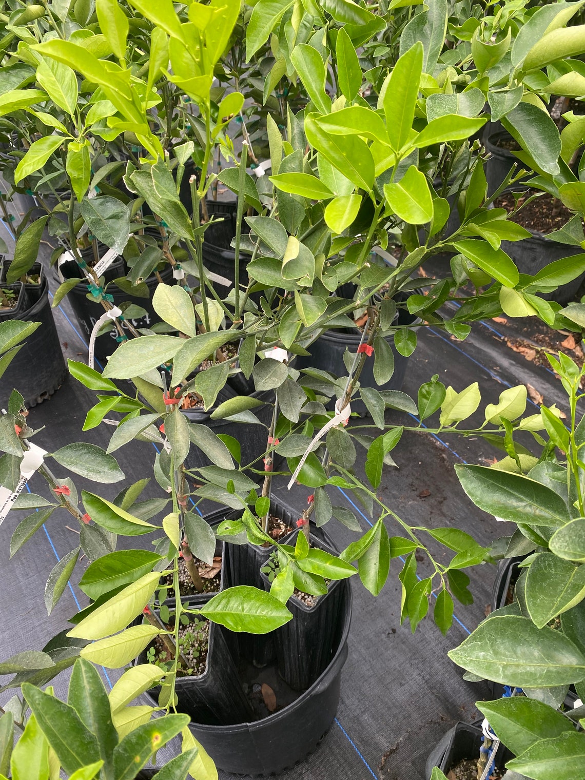 Red Navel Orange Tree Etsy