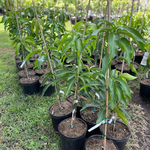 Valencia shops mango tree