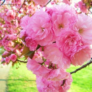 Cherry Blossom Tree - 3 Gallon Pot - 2-3 feet