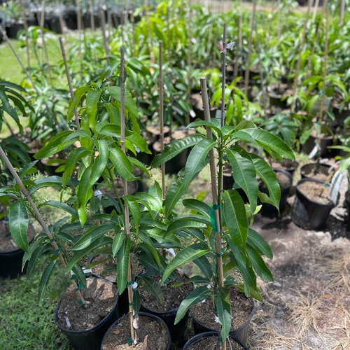 Florigon shops mango tree