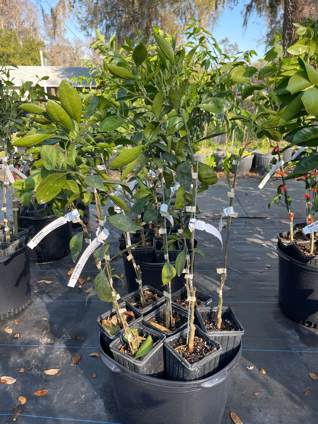 Satsuma Mandarin Tree.grafted 23 Feet Tall. Free Shipping Etsy