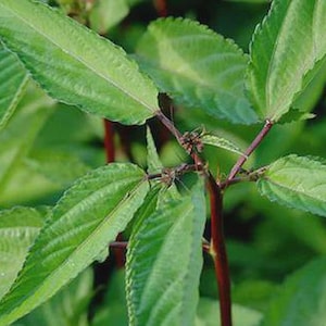 hạt giống Rau đay đỏ- Jute Mallow Seeds -20g- Red Molokhia -seeds only - Saluyot