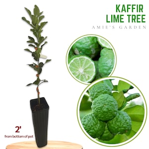 Live Grafted Kaffir Lime Tree, 2-3 Feet Tall- Indoor/Outdoor Gardening, Citrus Plant, Fragrant Leaves!