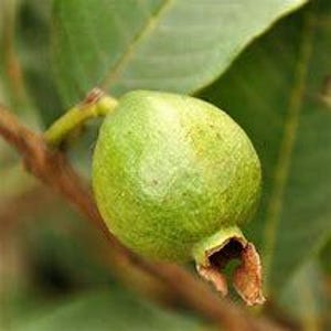 May include: A single green guava fruit attached to a brown woody stem with a small brown calyx at the base. The fruit has a textured, slightly bumpy skin and is surrounded by large, smooth, dark green leaves with visible veins.