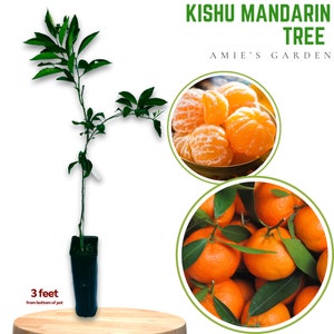Kishu Mandarin Tree - 5 Gallon, 2 -3 Feet - Seedless-  Free Shipping | Easy-Care Citrus, Indoor/Outdoor Use, Juicy Fruit