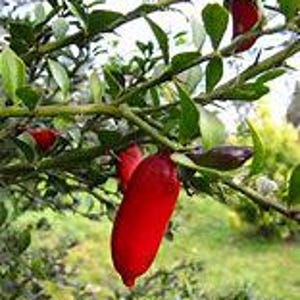 Red Finger Lime Tree - Premium Grafted Live Plant- 3 gallon- 1-2 Feet - Fast Shipping - Exotic Citrus Variety
