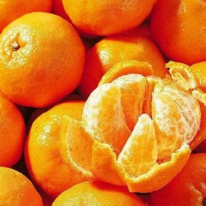 Ponkan Mandarin Tree- grafted- Sweet Citrus -3gal- 2-3 ft