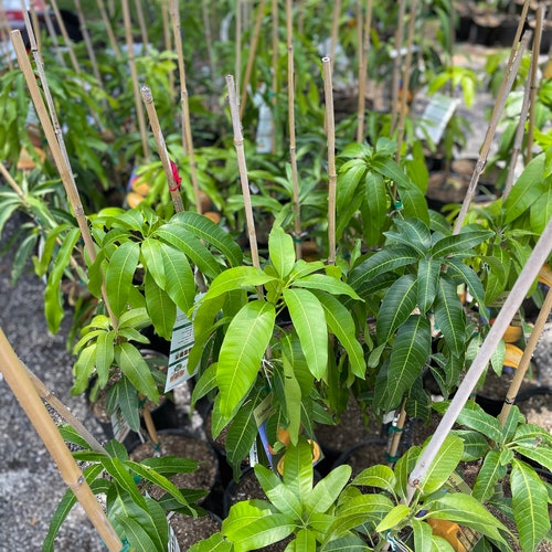 Florigon shops mango tree