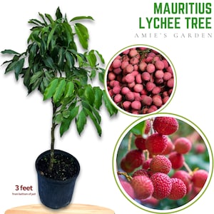 Lychee Tree - 3 Feet Tall in 3 Gallon Pot - Ships with Soil & Pot- Fresh and Ready for Your Garden!