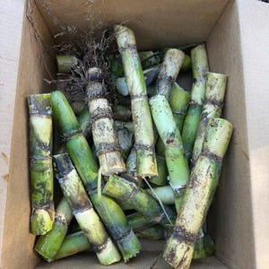 Sugarcane Stalks- -12 inches stalk -Fresh Cuttings- Free Shipping -20/30/40 stalks per order!