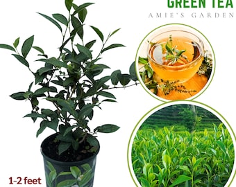 Camellia Sinensis Green Tea Plant - 1 Gal, 1 Feet-NO SHIP CA