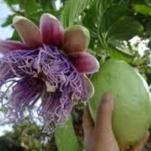 Granadilla Vine- giant granadilla- Passiflora Quadrangularis | High-Quality Fruit Vine for Home Gardens