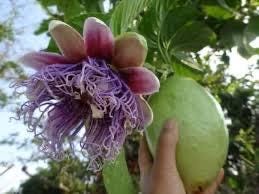 Granadilla Vine- giant granadilla- Passiflora Quadrangularis | High-Quality Fruit Vine for Home Gardens
