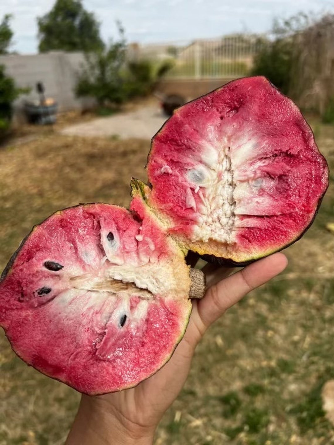 Red Cherimoya Tree - Etsy