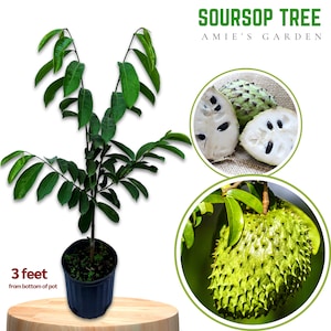 Soursop Tree Seedling - 3 gallon- 2-3 Feet Tall -Fast Shipping--Live plant, Grow Your Own Tropical Delight!