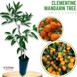 May include: A Clementine Mandarin Tree in a black pot, approximately 3 to 3.5 feet tall. The image includes close-ups of ripe, orange mandarins with green leaves. Text reads "Clementine Mandarin Tree" and "Amie's Garden."