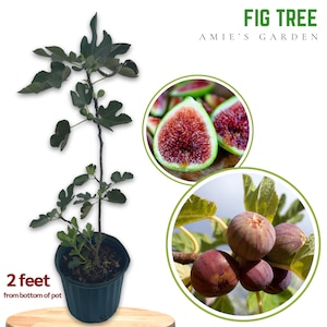 Fig Tree - 2 Feet Tall in 3-Gallon Pot - Live Plant - Easy to Grow, Delicious Fruit, Perfect for Gardens