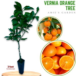 Vernia Orange Tree - 2-3 Feet Tall in 3 gallon Pot- Live Grafted - Ships with Soil & Pot -Fresh and Ready for Your Garden!