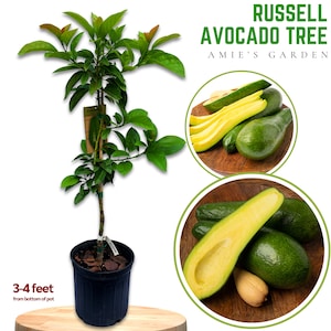 Russell Avocado Tree - 2 feet tall, 3 gal - Free Shipping Included- Premium tropical Fresh and Ready for Your Garden
