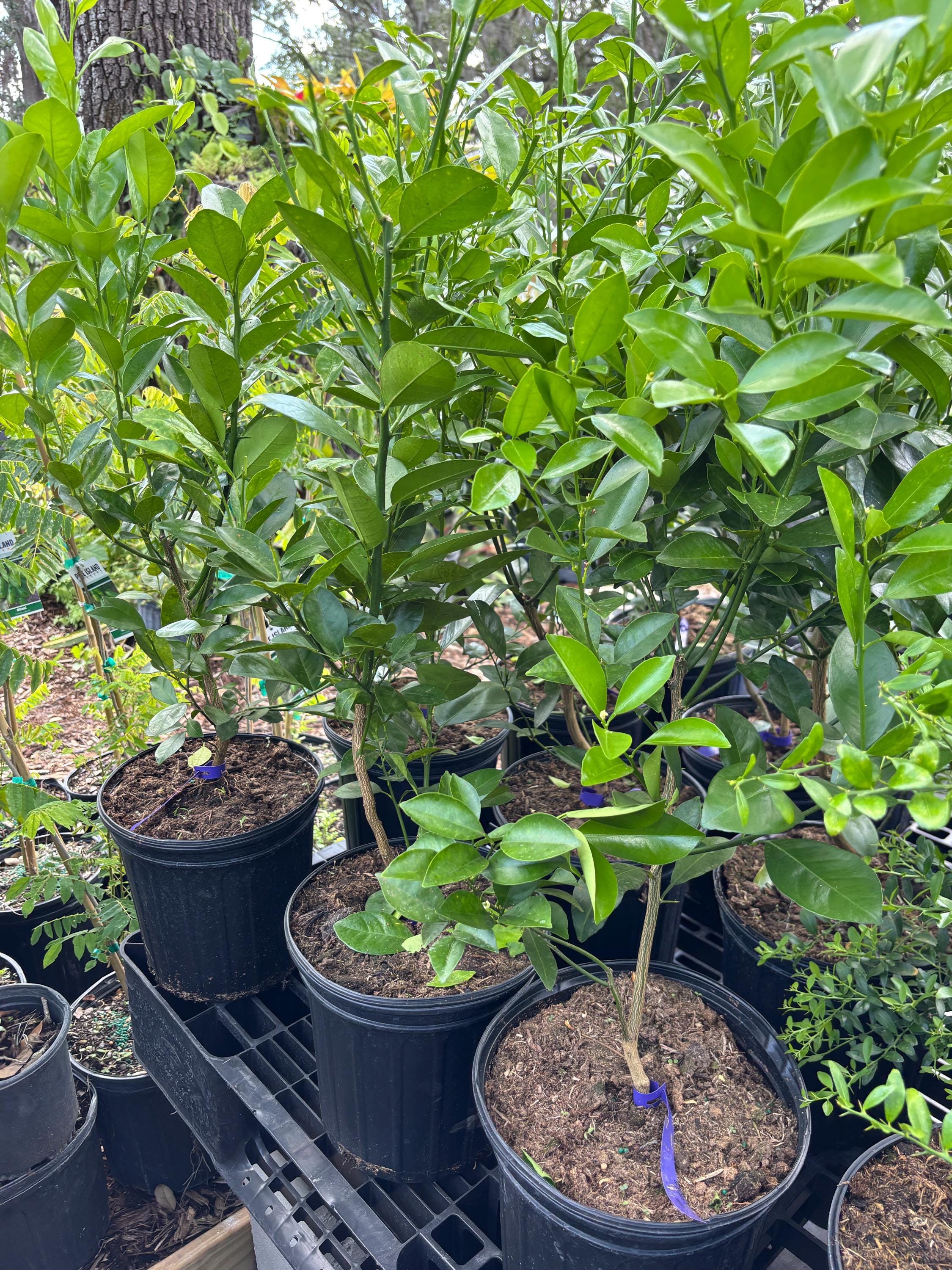 Calamondin Orange Tree - 3 Gallon, 2-3 Feet Tall, Free Shipping | Perfect for Indoor & Outdoor Gardening