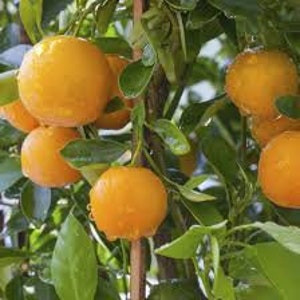 May include: Close-up of a citrus tree branch laden with ripe, round oranges. The oranges are a vibrant orange color, contrasting with the dark green leaves. Water droplets cling to the fruit and foliage, suggesting recent rain.
