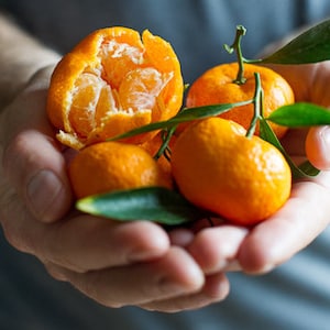 Kishu Mandarin Tree- 5gal-3 feet- Seedless Citrus, Easy-Care, Indoor/Outdoor