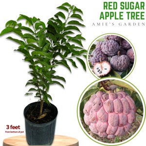 Red Sugar Apple Tree 3 Gal 2-3 Feet - Healthy & High Yield, Free Shipping, Ideal for Home Gardens!