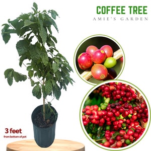 Coffee Tree - Premium 3 Gallon, 2-3 Feet Tall- Fresh and Ready for Your Garden!