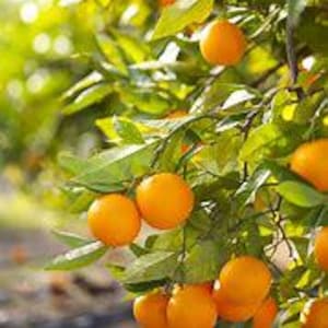 Valencia orange - live plant- 2 Feet Tall in  1  Gallon Pot, Ships with Soil & Pot - Fresh and Ready for Your Garden!