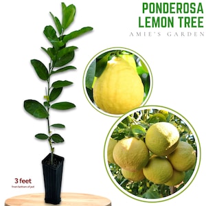 Ponderosa Lemon Tree 3 gallon- 2-3 Feet Tall - Free Shipping | Fresh Citrus, Easy Care, Indoor/Outdoor Use