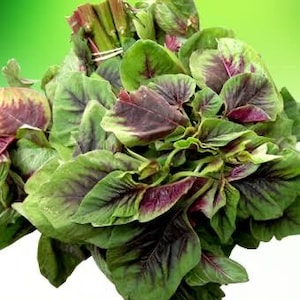hạt giống rau dền - 20g-vietnamese spinach seeds/ amaranth/callaloo seeds