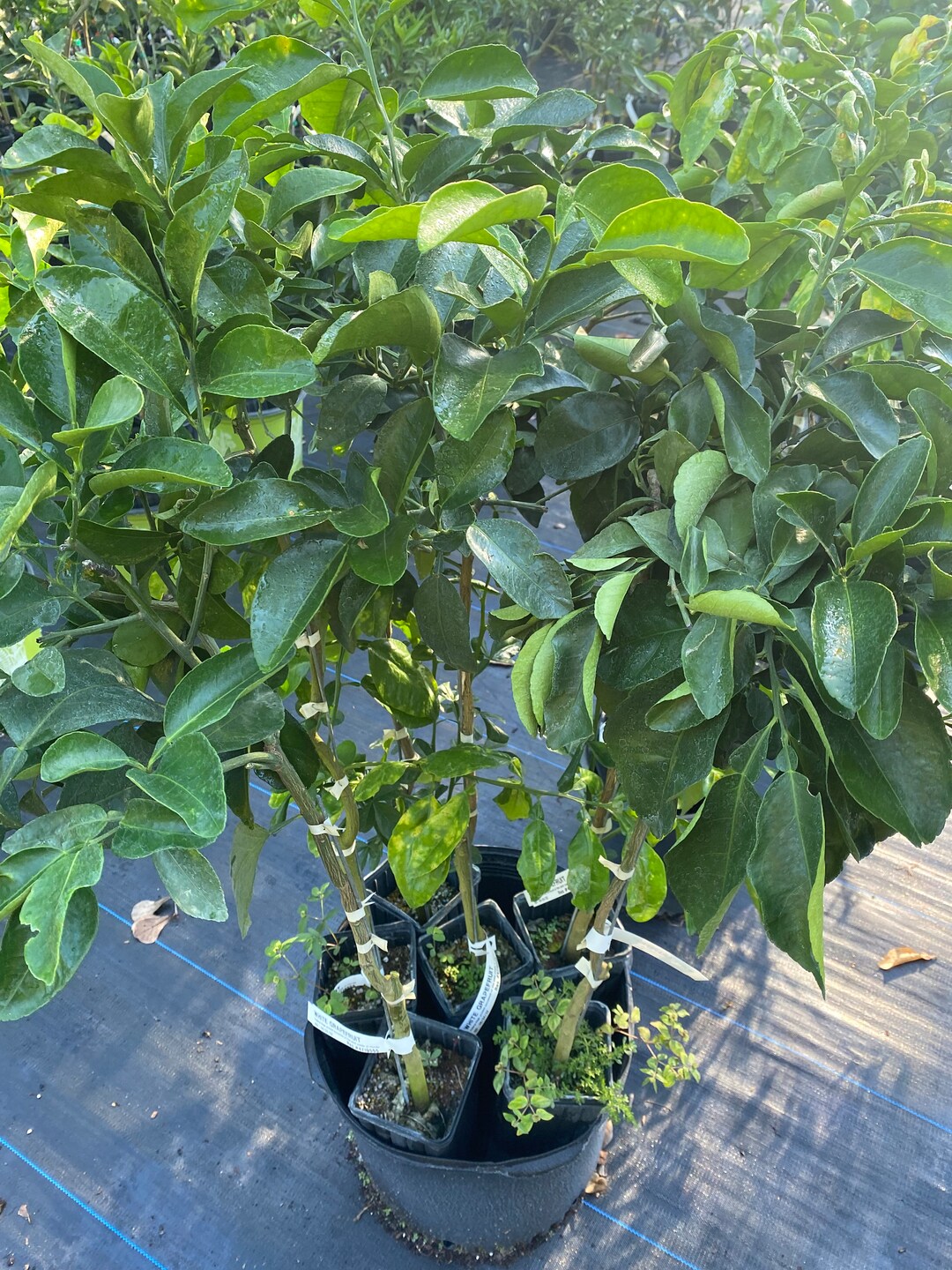 White Grapefruit Tree Etsy