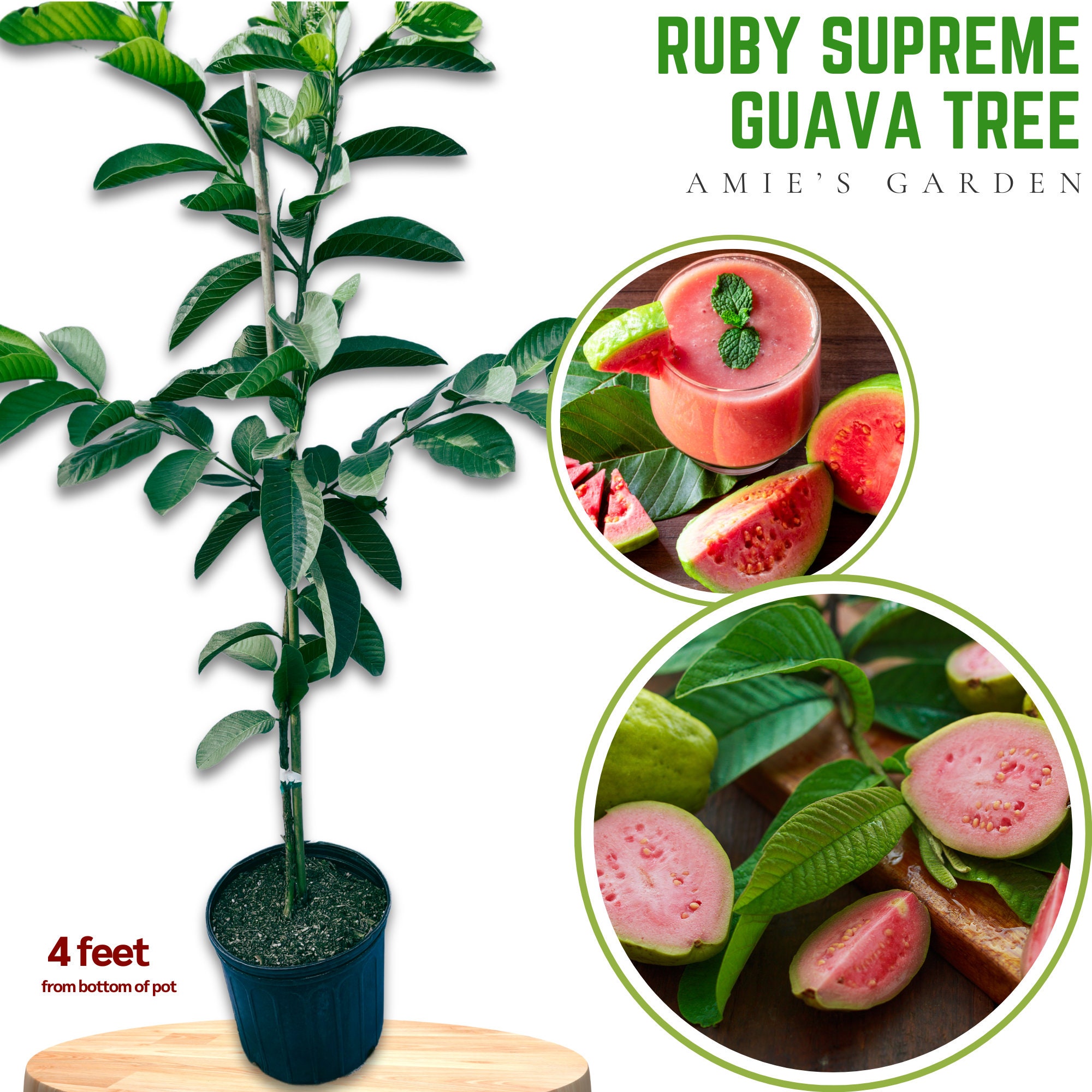 Ruby Supreme Guava Tree 5 Gal- 5 Feet - Free Shipping | High-Yield Fruit Tree for Home Gardens