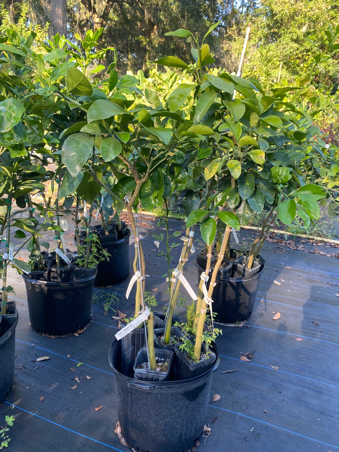 Pink Grapefruit Tree Etsy