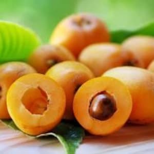 Loquat tree- 3gallon -3 feet tall- live plant