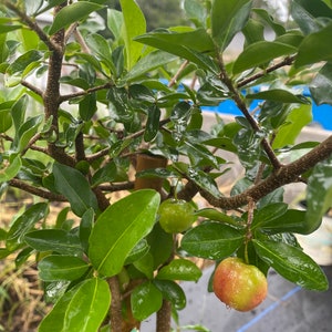 Barbados cherry tree image 8