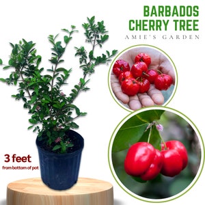 Sweet Barbados Cherry Tree - 3 Feet Tall- 3 gallon - Delicious Fruit, Perfect for Home Gardens - Free Shipping