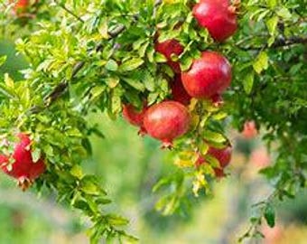 Pomegranate Tree – 2-3 Feet Tall, Easy Grow Fruit Bearing Live Plant