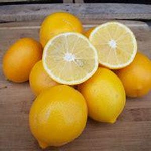 Meyers Lemon Bush - 2-3 Feet Tall in 1 gal -Fresh Citrus for Home & Garden - Indoor/Outdoor citrus Tree -