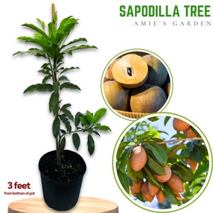 Sapodilla Tree - 3 Gal, 3 Feet | Free shipping | Sweet Fruit, Easy to Grow, Perfect for Home Gardens