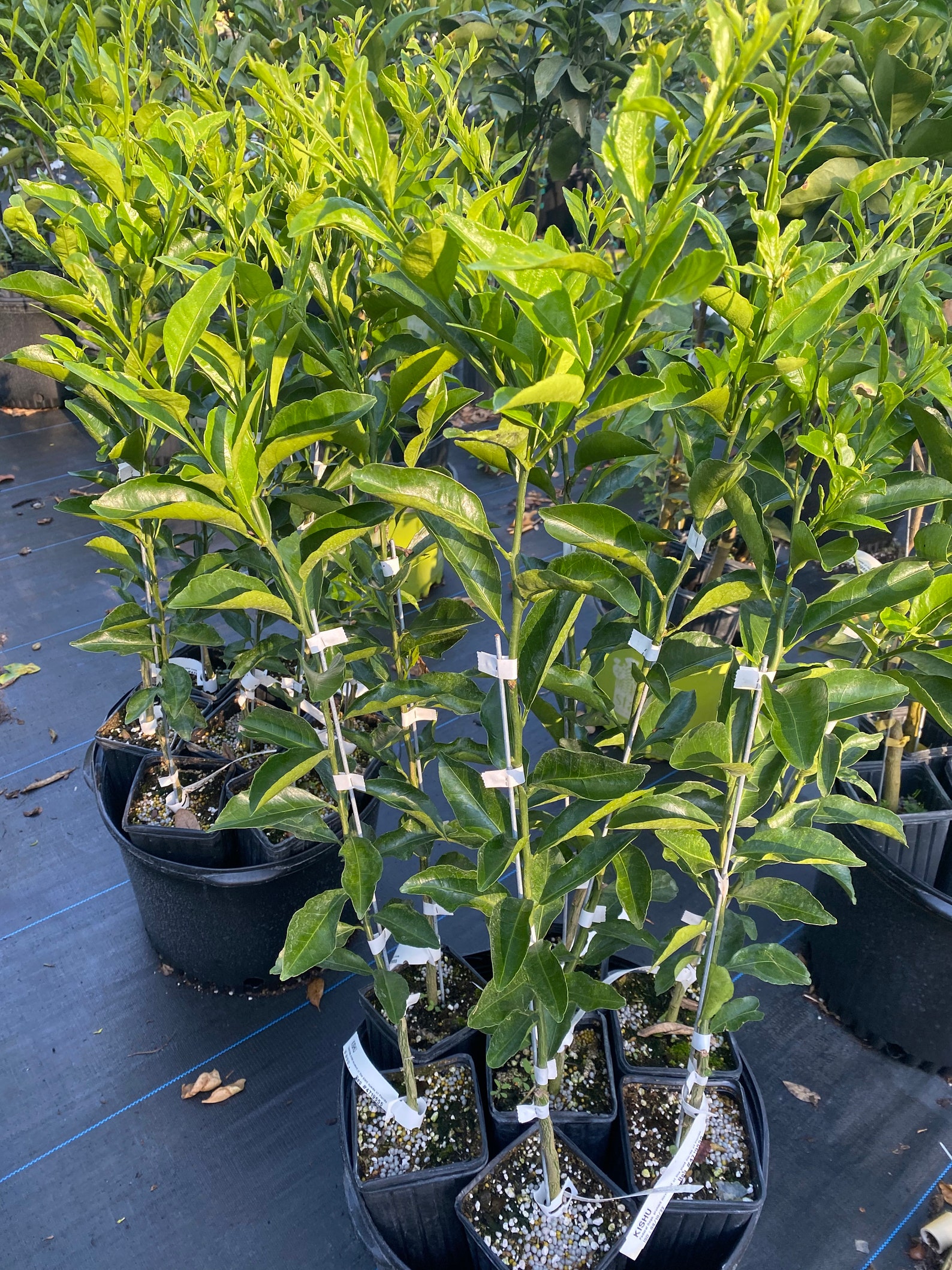 Kishu Mandarin Tree Etsy