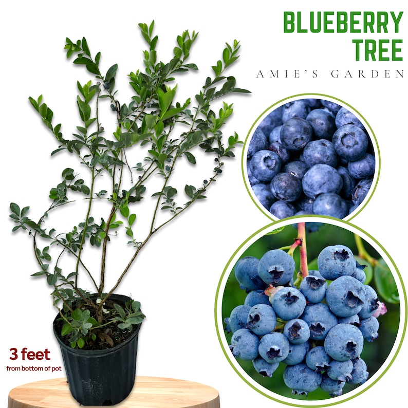 Blueberry Sample Tree Blueberry Tree-2 Gallon 2 Feet | Live Fruit Bush for Outdoor | Sweet ...