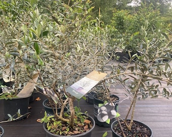 Olive tree. Free shipping
