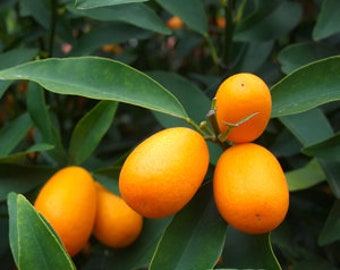 Meiwa kumquat tree. Free shipping